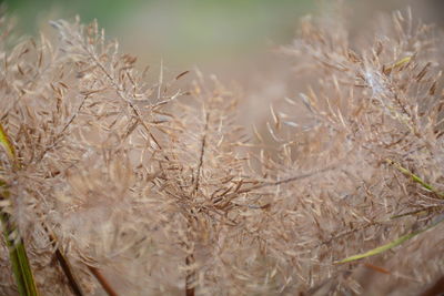 Close-up of stalks in field