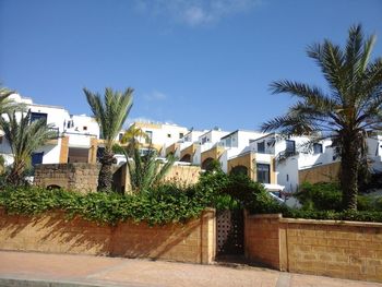 Palm trees and buildings against blue sky