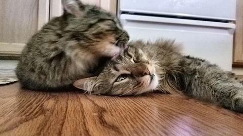 Close-up of cat sleeping