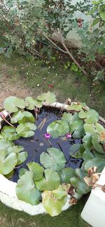 High angle view of lotus water lily in lake