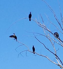 Low angle view of bird flying against clear sky