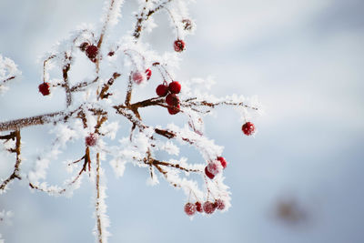 Close-up of frozen berries on tree