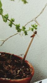 Close-up of potted plant against wall