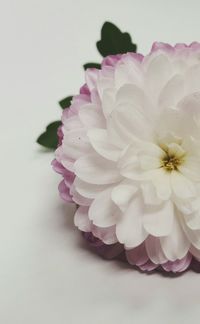 Close-up of pink flower