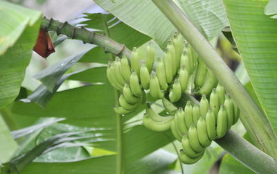 Bananas growing in tree
