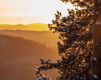 Trees on landscape against sky during sunset