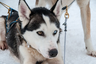 Close-up portrait of dog on snow