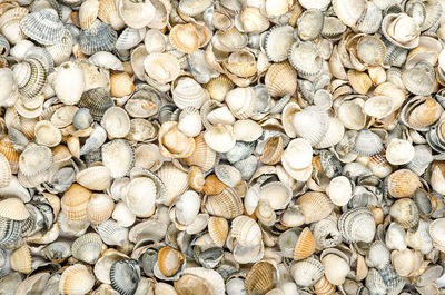 Seashell texture, fullframed