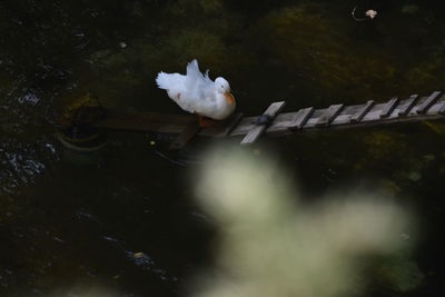 High angle view of white duck swimming in water