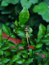 Close-up of insect on leaf