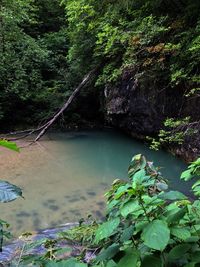 Scenic view of river in forest