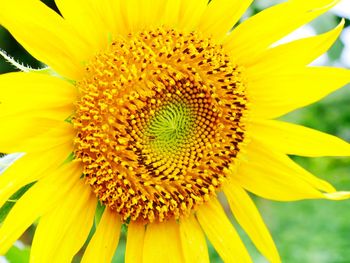 Close-up of yellow sunflower