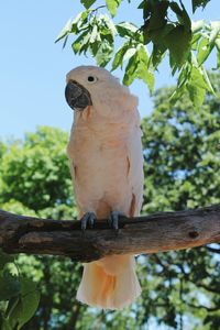 Close-up of white parrot perching on branch