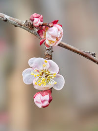 Close-up of pink flowers on branch