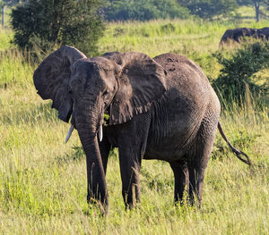 Elephant in a field