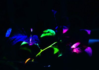 Close-up of purple flowers at night