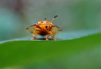 Close-up of insect on leaf