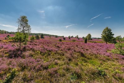 Scenic view of flowering plants on field against sky