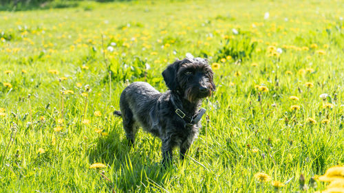 Dogs running on grassy field