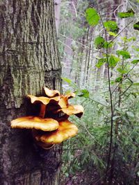 Close-up of mushrooms growing on tree trunk