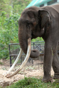 Close-up of elephant in zoo