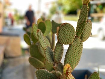 Close-up of succulent plant