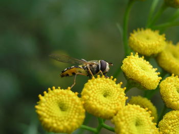 Close-up of bee on yellow flower