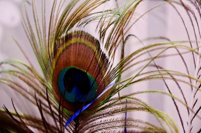 Close-up of peacock