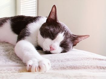 Close-up of cat sleeping on bed at home