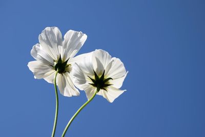 Close-up of white flowering against blue sky