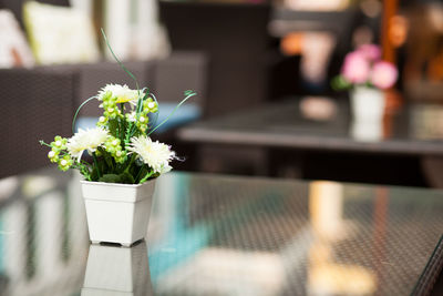 Close-up of potted plant