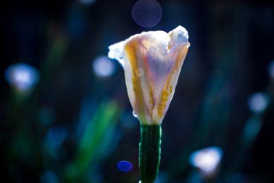 Close-up of flower blooming outdoors