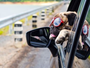 Close-up of a dog on the road