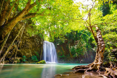 Scenic view of waterfall in forest