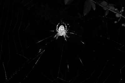 Close-up of spider on web