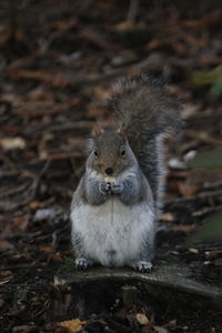 Portrait of squirrel sitting on land