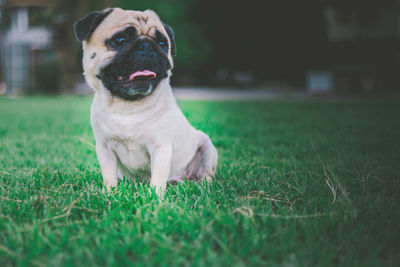 Portrait of dog sitting on grass