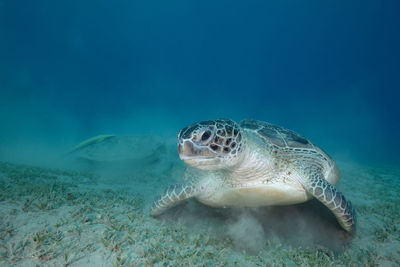 Eating sea turtle