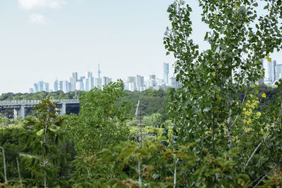 Trees and buildings against sky