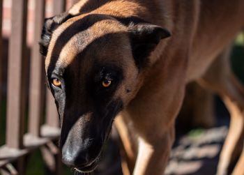 Close-up portrait of dog