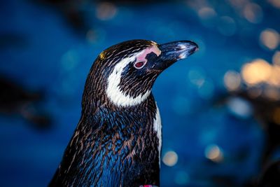 Close-up of a bird against blurred background