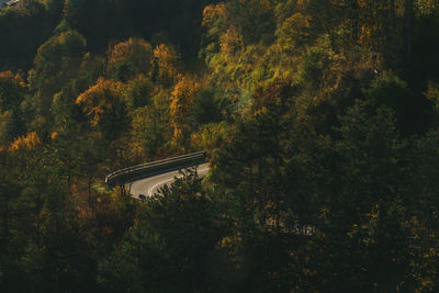 High angle view of trees in forest during autumn