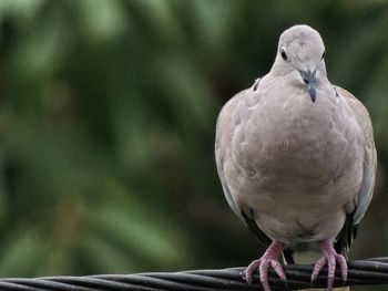 Close-up of bird perching outdoors