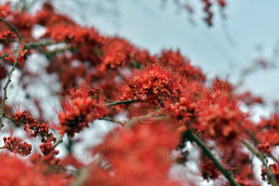 Close-up of red cherry blossom on tree