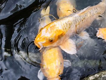 Close-up of fish in water