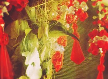 Close-up of red flowers