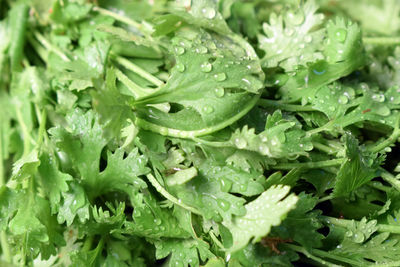 green