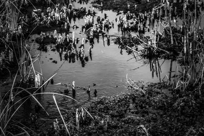 High angle view of plants in lake