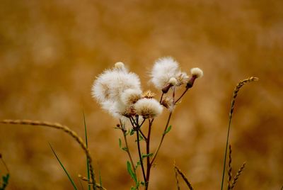 Close-up of white flowers