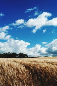 Scenic view of agricultural field against blue sky